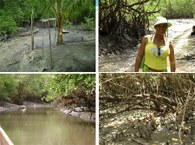 A pesquisadora Jadna Moreira faz a coleta das amostras de ostras de mangue para a pesquisas