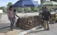O evento, que acontece toda terceira terça-feira do mês, traz barracas com frutas, verduras e raízes